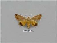 藏品(夜蛾372)的圖片